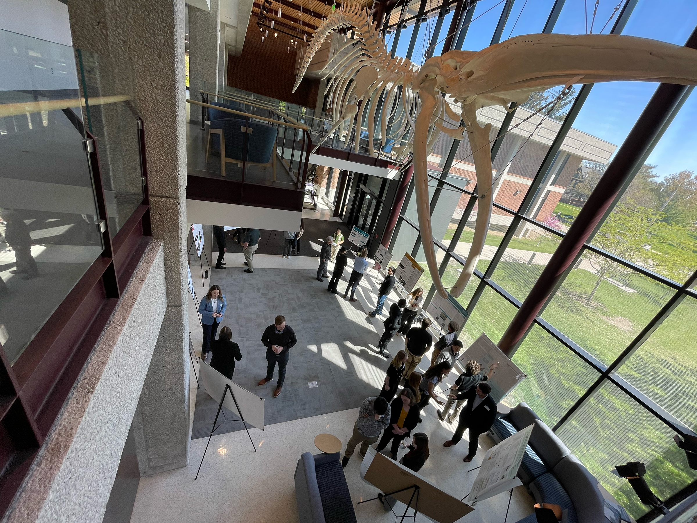 A view from above a group of people during a poster session discussing science in front of their posters with a giant fin whale skeleton hanging on the ceiling above them.