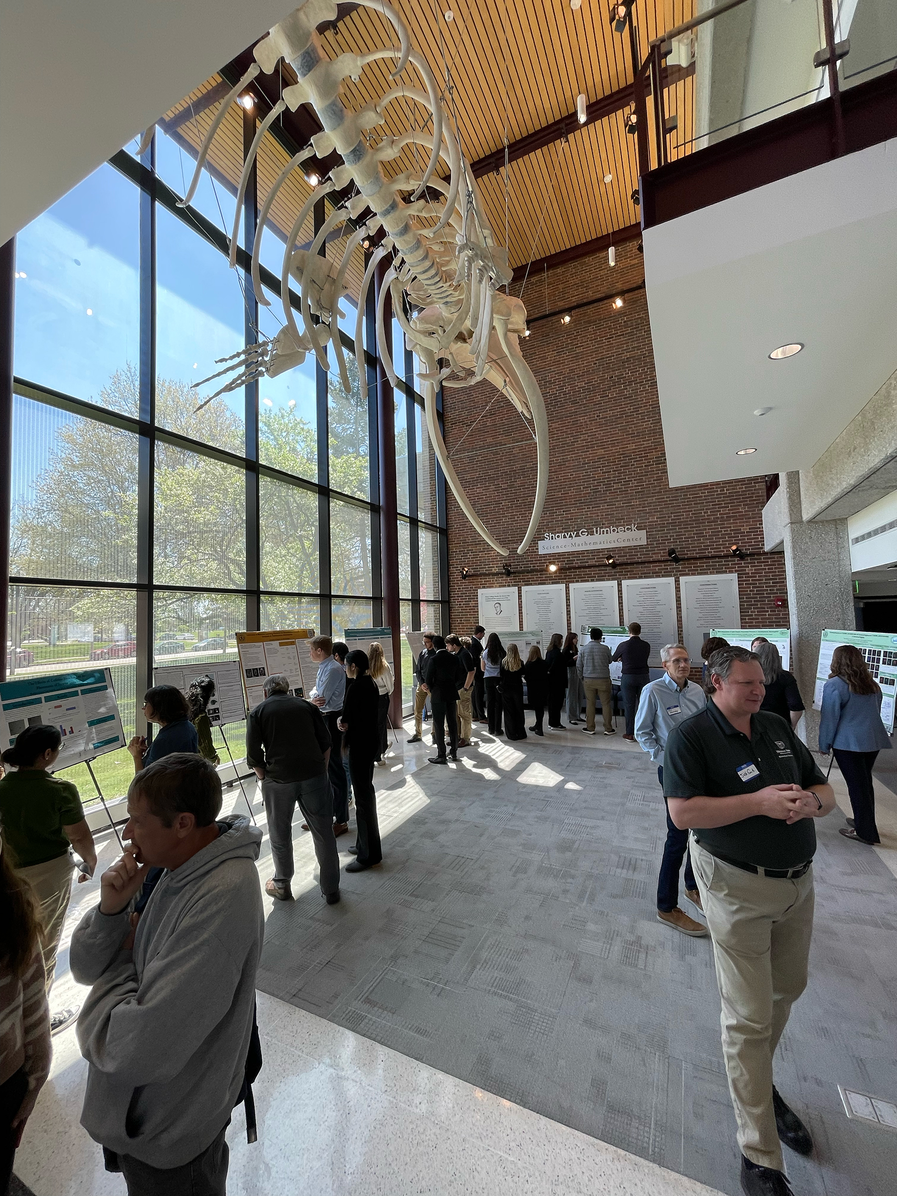 Attendees of the 2025 meeting discuss science during a poster session set up beneath a hanging fin whale skeleton.